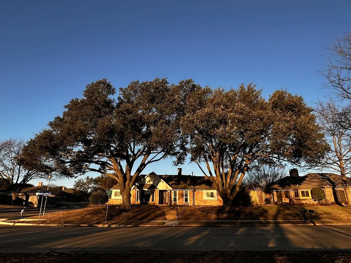 Established residential canopy tree shading a home in Marysville